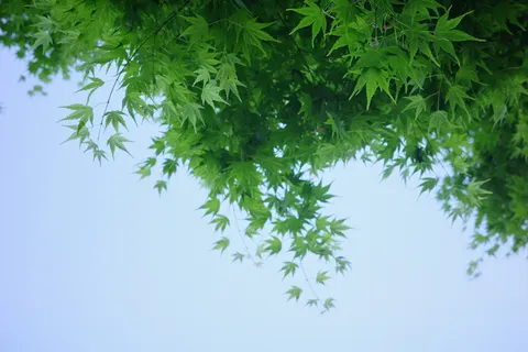 緑葉と空のコントラスト