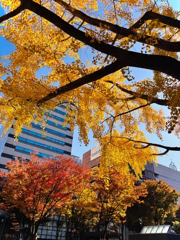 都会を彩る紅葉の二重奏