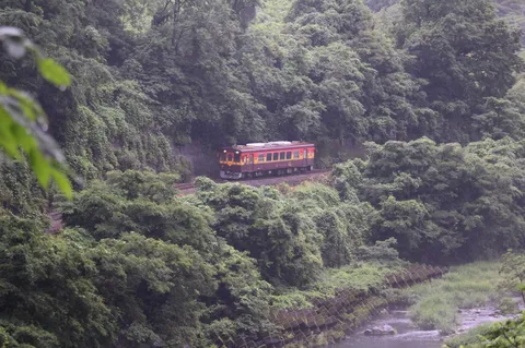 緑深き森を駆ける列車