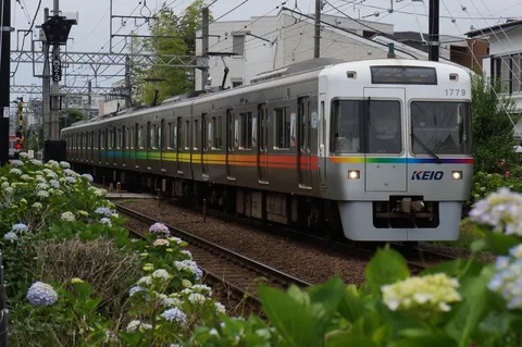 雨上がり、虹色の電車と紫陽花