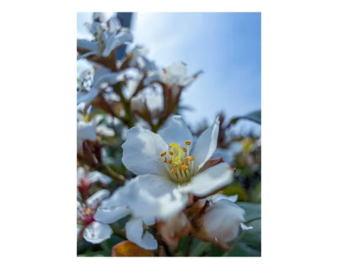 青空に咲く、可憐な白花