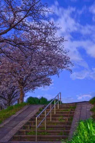 夜桜と空へ続く階段