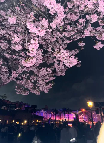 夜空を彩る桜と光の街