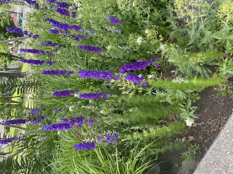 紫の花盛り、ちょっと控えめな主張
