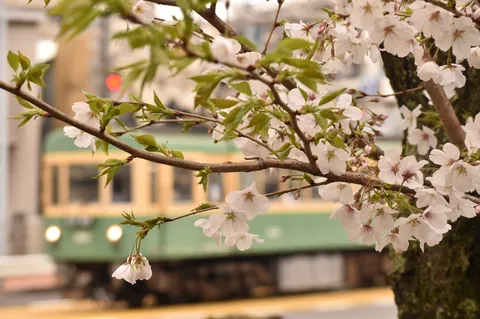 春の訪れ、電車と桜