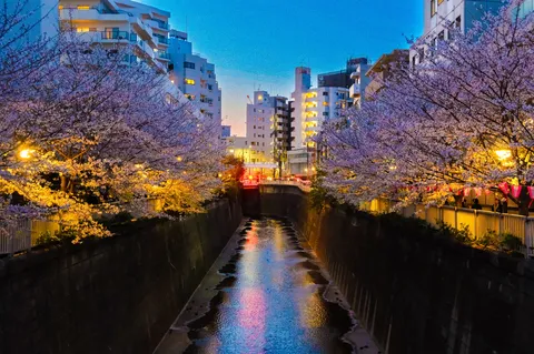 桜明かりの水辺