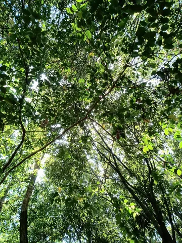 木漏れ日の緑のトンネル