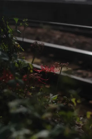 赤い蜘蛛花と線路の影