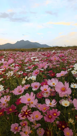 花畑と山影の余韻