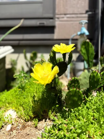 サボテンの花、生命の輝き