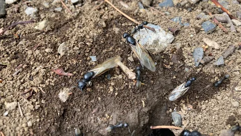 巣穴に集う有翅アリ