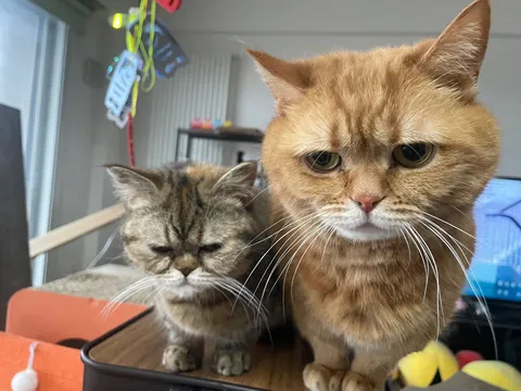 物憂げな瞳の猫たち