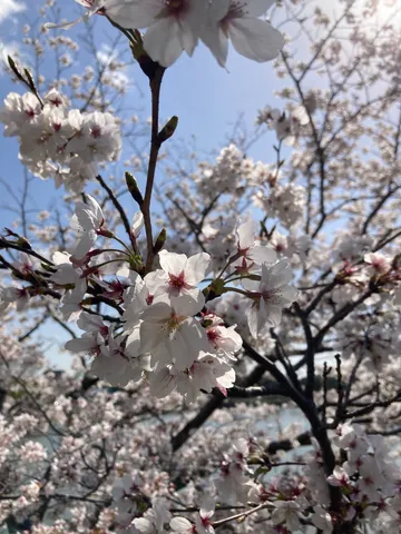青空と白き花の舞い