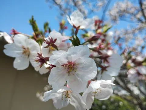 春の訪れ、桜の柔らかな微笑み