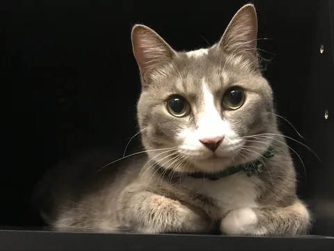 吸い込まれそうな瞳の猫ちゃん