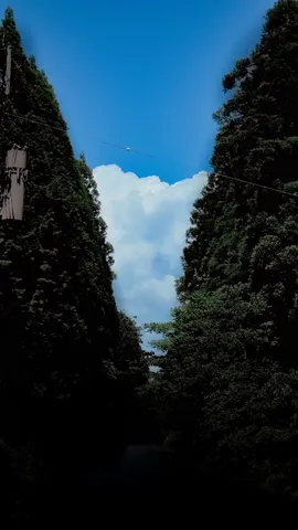 緑の回廊、天の光