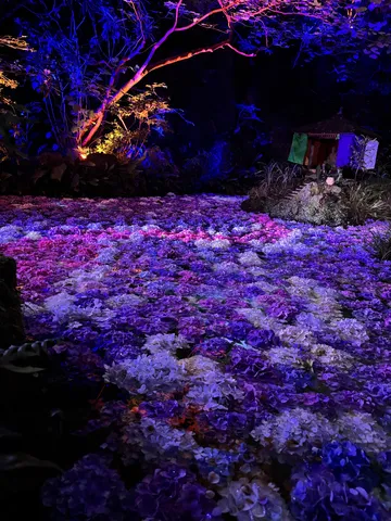 夜の花園の光る絨毯