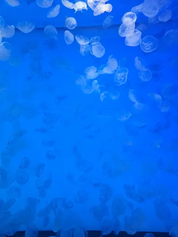 青い海を漂うクラゲたち