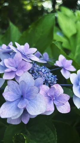 柔らかな紫陽花の儚い美しさ