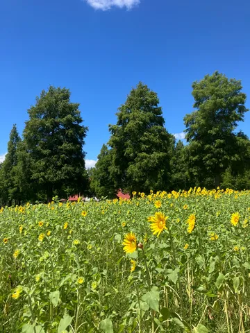ひまわり畑と夏の空