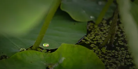 水滴に映る世界