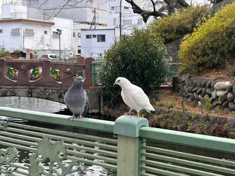 水辺の静かな時間、白と灰色の対話