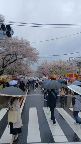 雨降る桜並木の賑わい