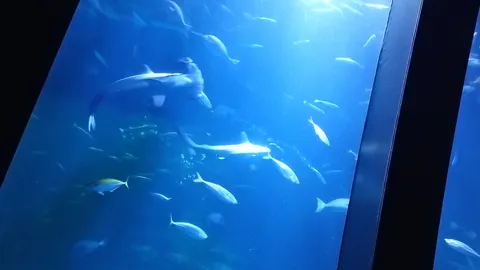水中を悠々と泳ぐサメと群れ