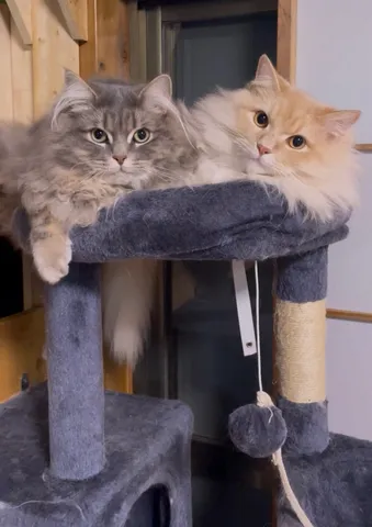 ねこ