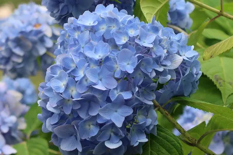 青い紫陽花の柔らかな集い