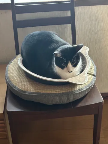 ふかふかベッドでくつろぐ黒猫