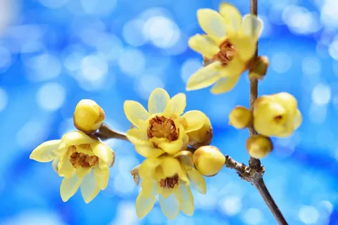 春を告げる菜の花の蕾
