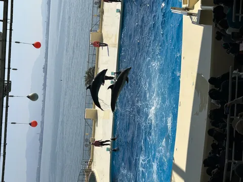 青空の下、イルカのダイナミックジャンプ