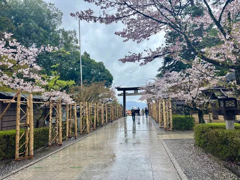 雨上がりの桜道