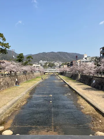春風そよぐ、桜並木と水路の風景