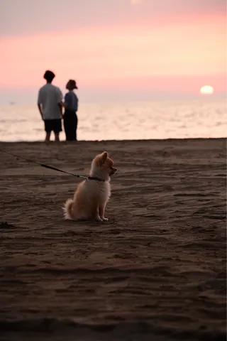 夕暮れの砂浜、愛犬と二人