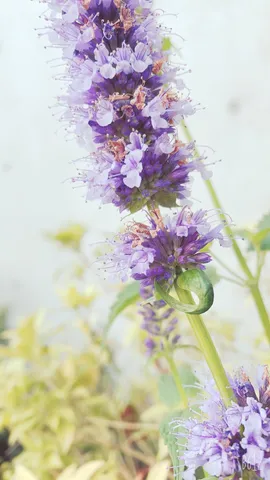 紫陽花、風に揺れる
