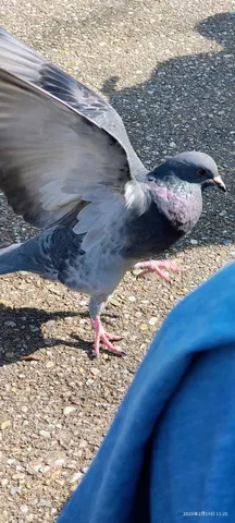 ハトの片足立ち、優雅に参上！