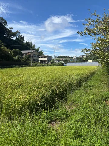 夏の田園と青い空