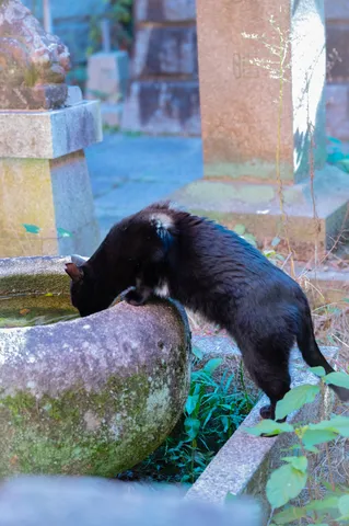 苔むす水盤に潜む黒猫