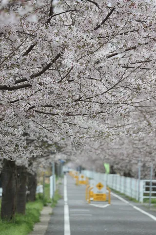 桜並木が誘う春の道