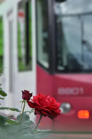 線路脇の情熱、赤薔薇と電車