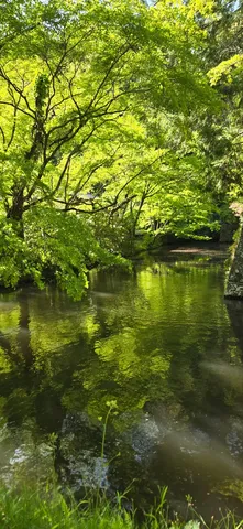 緑の水面に揺れる影