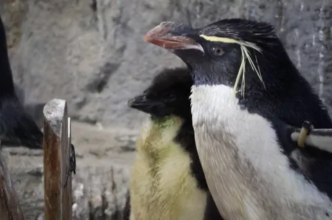 ペンギン親子のどっちがどっち？
