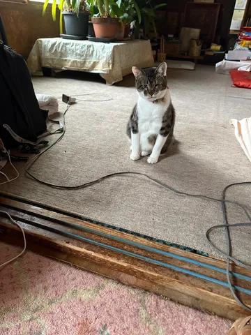 部屋の隅で静かに待つ猫