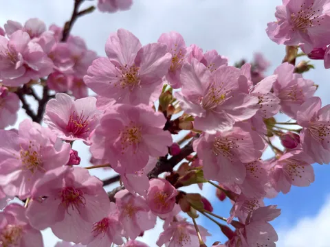 春風に揺れる薄紅の桜