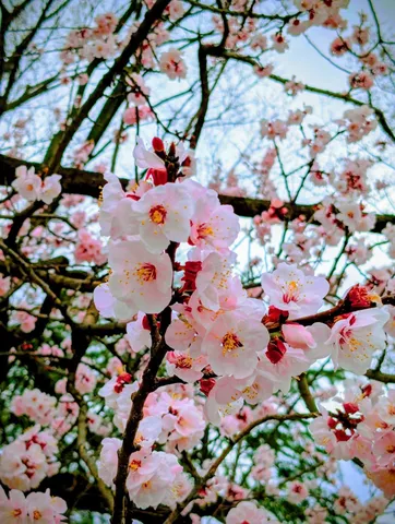 春の訪れ、淡い桜色の輝き