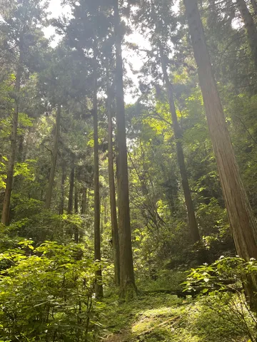森の光に揺れる木影