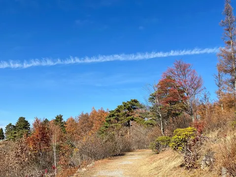 秋空と色づく森の道