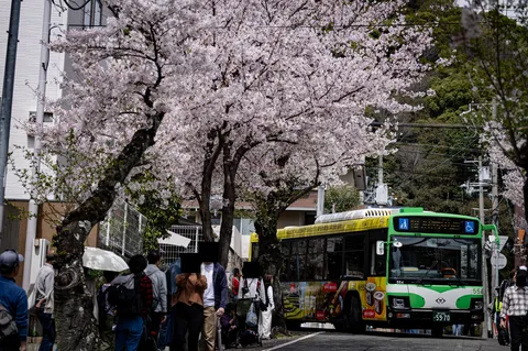 春色の街を彩る桜